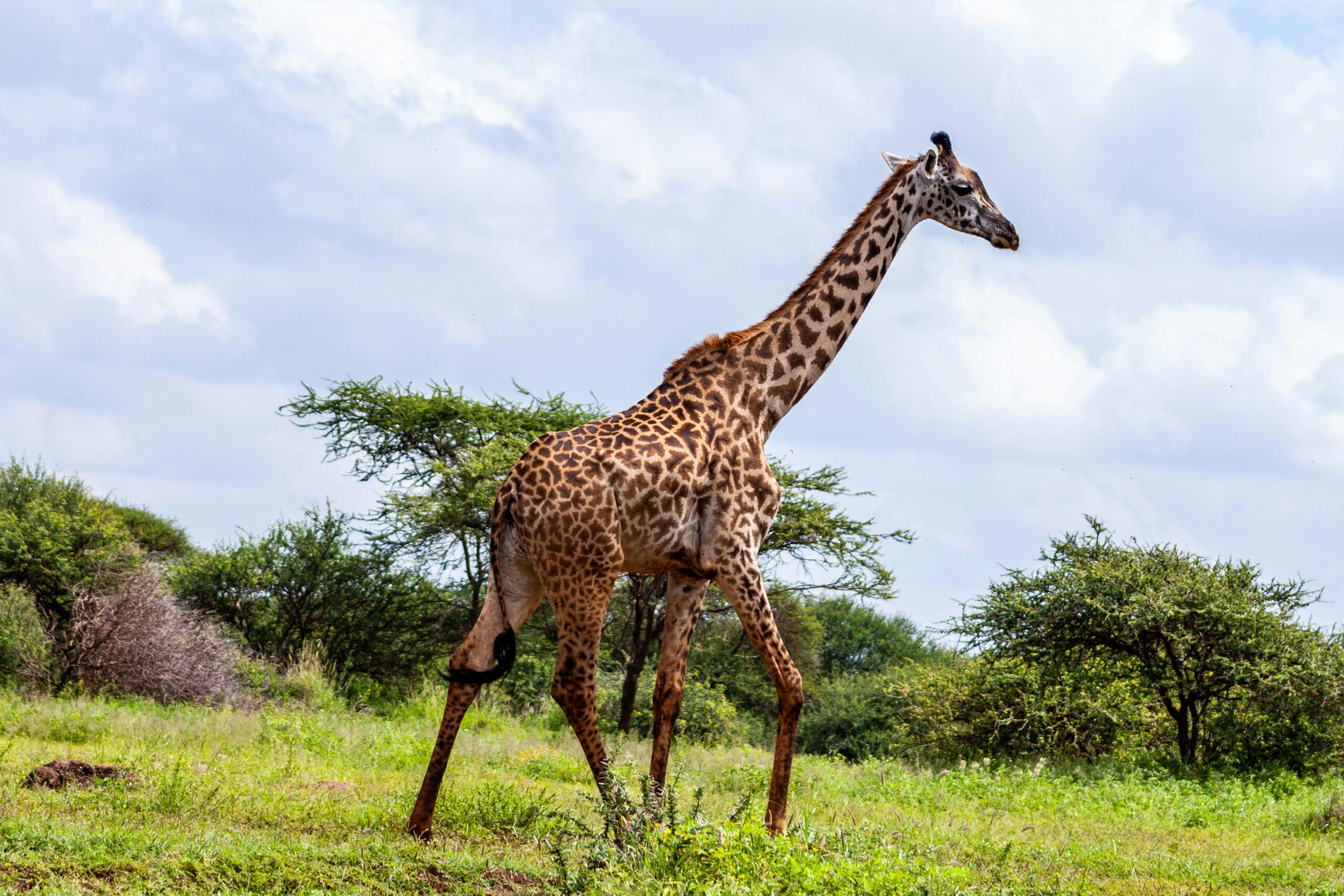 Żyrafa spacerująca po bujnym środowisku safari w hrabstwie Kajiado w Kenii.