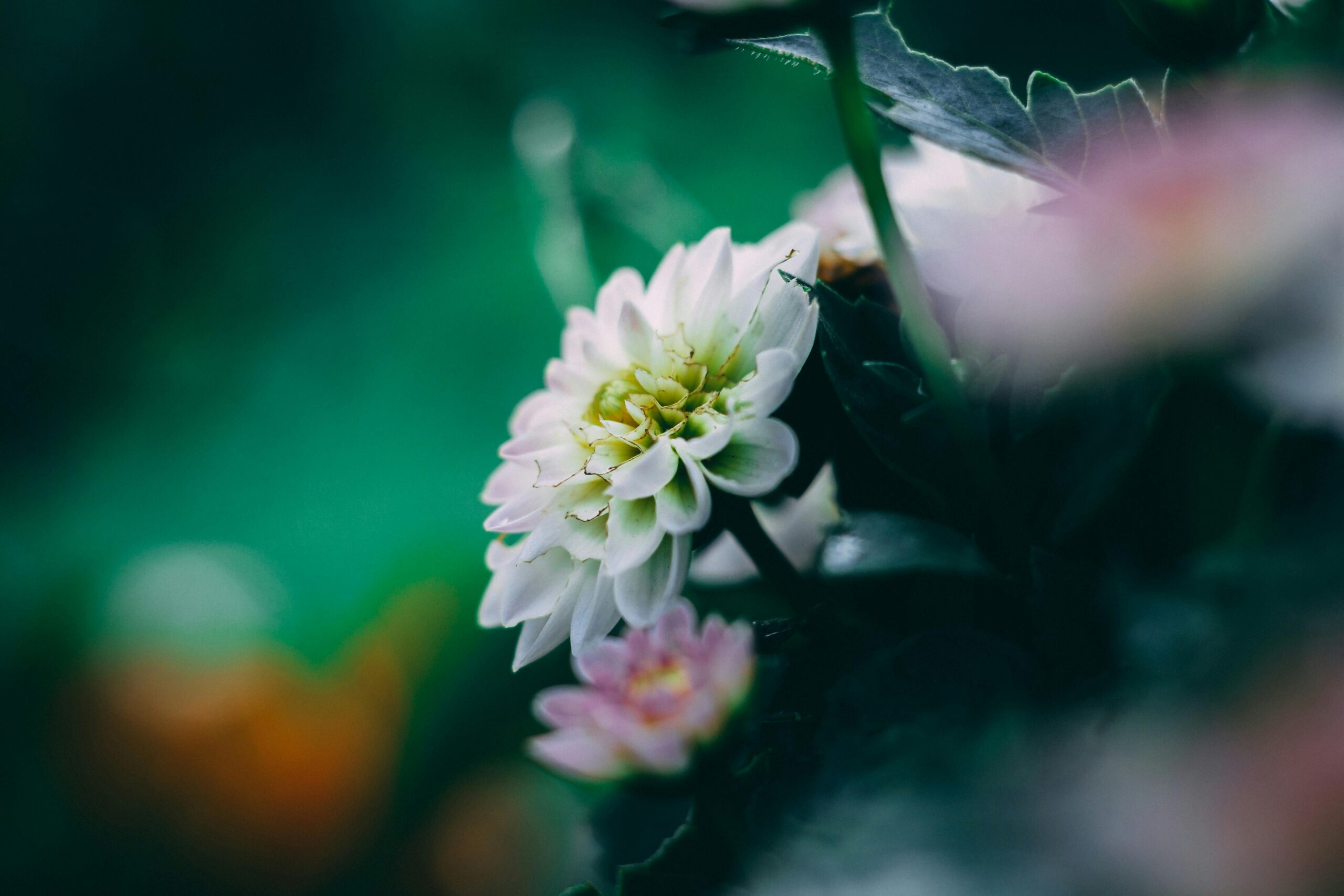 Urzekające zdjęcie makro delikatnego kwiatu w rozkwicie uchwycone w tętniącym życiem ogrodzie w Nairobi.