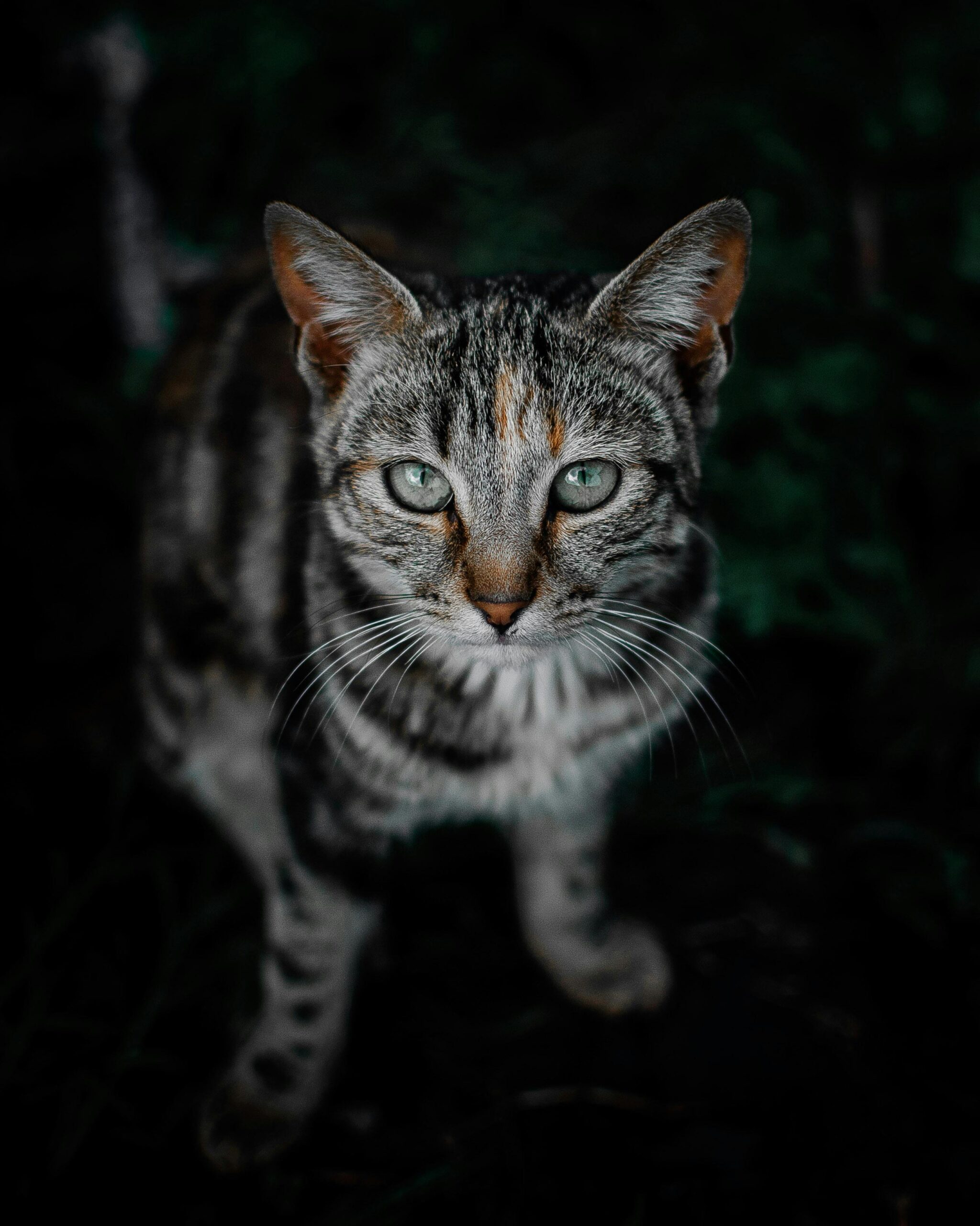 Intensywne spojrzenie pręgowanego kota o efektownych zielonych oczach w naturalnym otoczeniu.