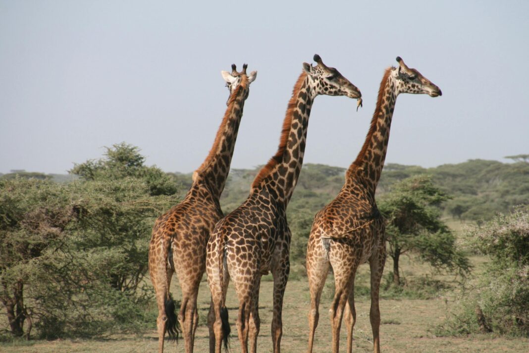 Zbliżenie trzech żyraf na sawannie, uchwycone w świetle dziennym podczas safari.