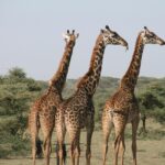 Kultura i zwyczaje Kenii – co warto wiedzieć przed podróżą? Zbliżenie trzech żyraf na sawannie, uchwycone w świetle dziennym podczas safari.