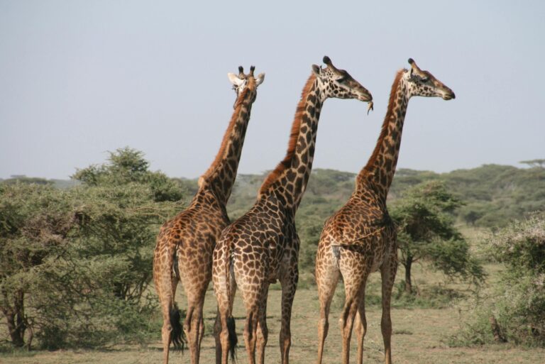 Zbliżenie trzech żyraf na sawannie, uchwycone w świetle dziennym podczas safari.