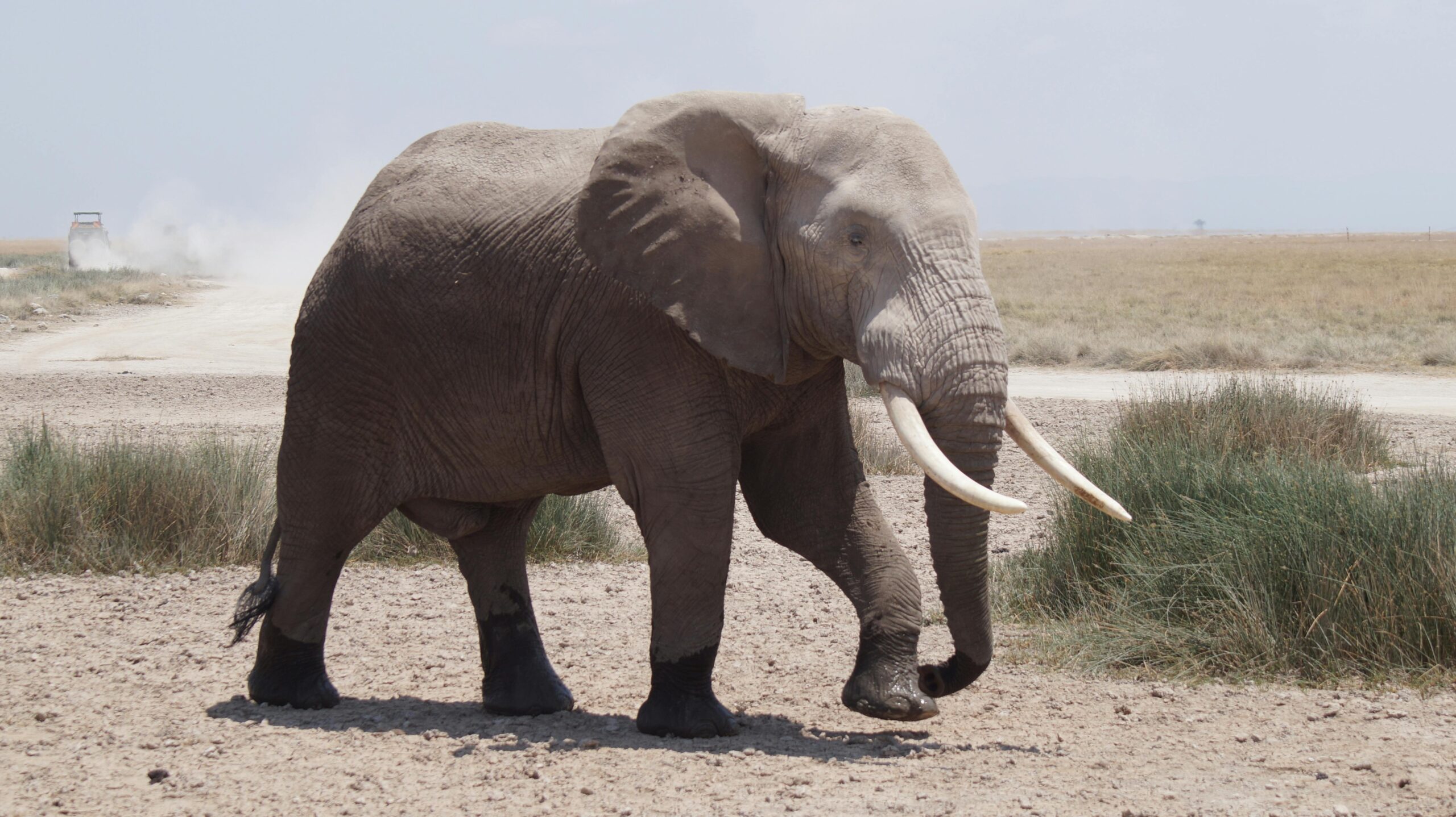 Elegancki słoń afrykański przechadzający się po rozległej sawannie w Kenii.