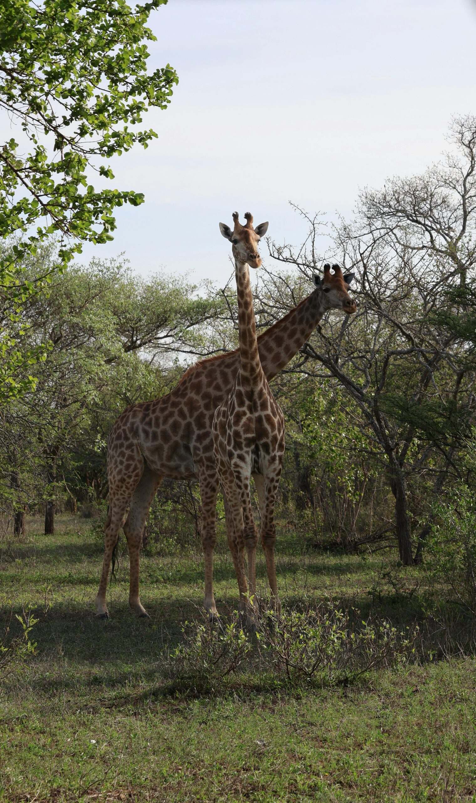 Darmowe zdjęcie stockowe afrykańskiej przygody, afrykańskich zwierząt, żyrafy