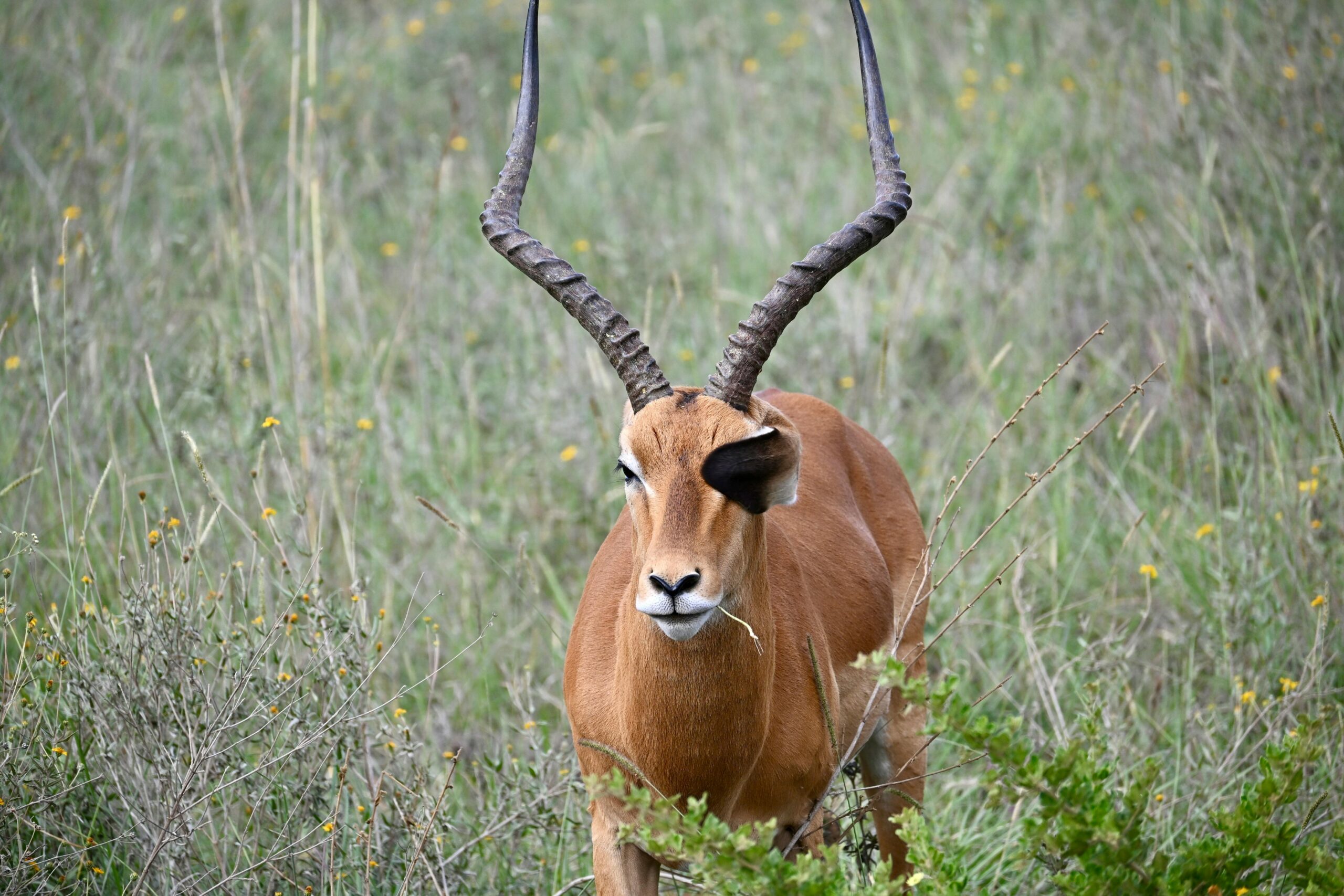 Samiec antylopy afrykańskiej z dużymi rogami na łąkach Nairobi w Kenii.