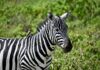 Zbliżenie na zebrę z dzięciołem na grzbiecie, zauważoną wśród bujnej zieleni Nairobi.