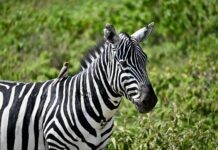 Plemię Masajów – tradycje i życie w sercu Afryki Zbliżenie na zebrę z dzięciołem na grzbiecie, zauważoną wśród bujnej zieleni Nairobi.