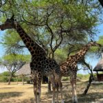 Kenia z dziećmi – czy to dobry kierunek na rodzinne wakacje? kenia