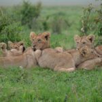Najlepsze miesiące na safari w Kenii – kiedy jechać? Duma lwiątek odpoczywających na trawie na tętniącej życiem afrykańskiej sawannie.