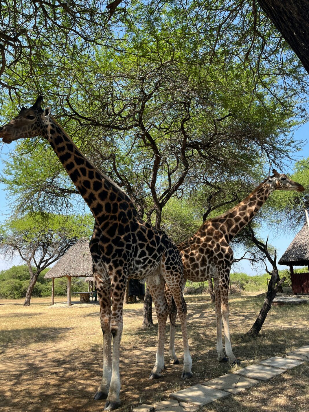 kenia