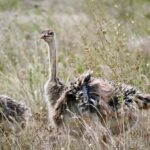 Cztery strusie pasą się na łąkach Nairobi w Kenii.