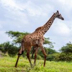 Mombasa – atrakcje drugiego największego miasta Kenii Żyrafa spacerująca po bujnym środowisku safari w hrabstwie Kajiado w Kenii.