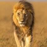 Królewski lew przemierza złote łąki Masajów Mara w Kenii, uosabiając dzikie piękno afrykańskiej sawanny.