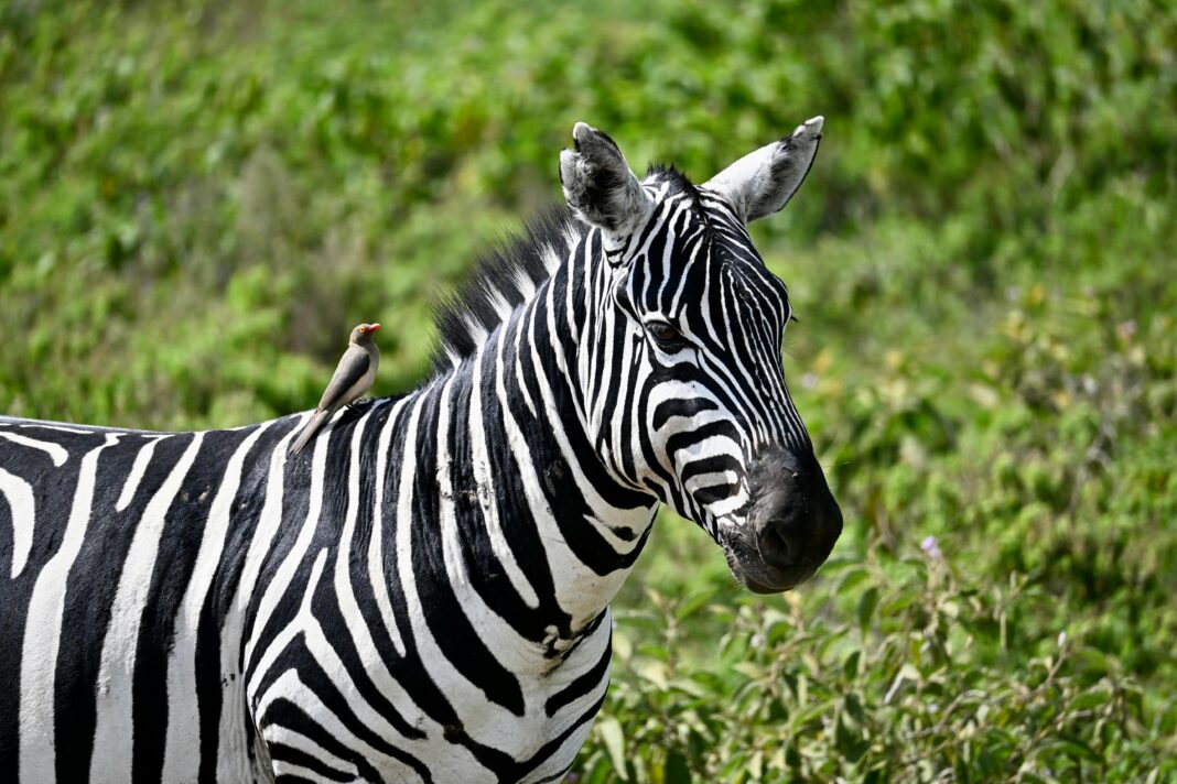 Zbliżenie na zebrę z dzięciołem na grzbiecie, zauważoną wśród bujnej zieleni Nairobi.