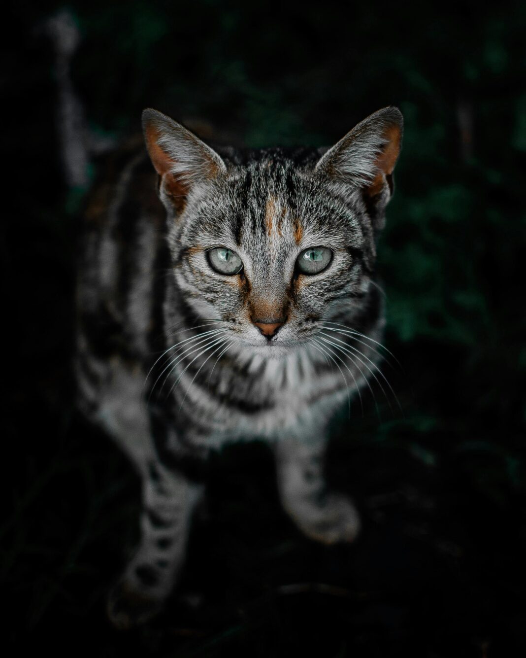 Intensywne spojrzenie pręgowanego kota o efektownych zielonych oczach w naturalnym otoczeniu.