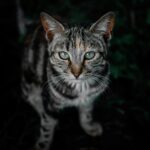 Intensywne spojrzenie pręgowanego kota o efektownych zielonych oczach w naturalnym otoczeniu.