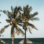 Jak tanio polecieć do Kenii – loty i promocje Spokojna, otoczona palmami plaża w Malindi w Kenii, idealna na relaks i inspirację do podróży.