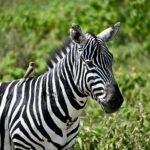Malindi – włoski klimat na kenijskim wybrzeżu Zbliżenie na zebrę z dzięciołem na grzbiecie, zauważoną wśród bujnej zieleni Nairobi.