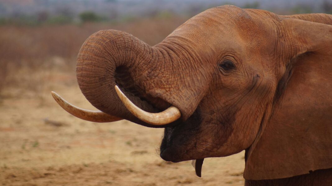 Majestatyczne zbliżenie słonia afrykańskiego na kenijskiej sawannie, ukazujące jego imponujące kły.