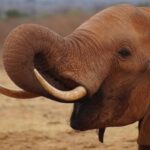 Wakacje nad Oceanem Indyjskim – Kenia czy Zanzibar? Majestatyczne zbliżenie słonia afrykańskiego na kenijskiej sawannie, ukazujące jego imponujące kły.