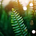 Sztuka i rękodzieło Kenii – pamiątki, które warto kupić Zbliżenie tętniącego życiem liścia paproci w świetle słonecznym.