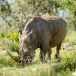 Zagrożony wyginięciem nosorożec biały pasący się w naturalnym środowisku dzikiej przyrody Kenii.