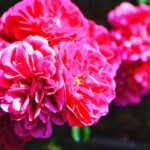 Oszałamiające zbliżenie jaskrawo różowych piwonii kwitnących w ogrodzie w Nairobi.