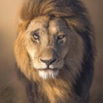 Wielka migracja gnu w Masai Mara – cud natury w Kenii Zbliżony portret lwa w Masajach Mara w Kenii, ukazujący jego królewskie rysy.