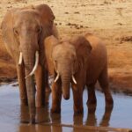 Kuchnia kenijska – smaki Afryki na talerzu Dwa słonie afrykańskie cieszące się słonecznym dniem przy wodopoju w Kenii.