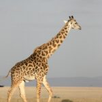 Dlaczego Kenia to mekka dla biegaczy długodystansowych? Żyrafa spacerująca z wdziękiem po afrykańskiej sawannie pod czystym, błękitnym niebem.