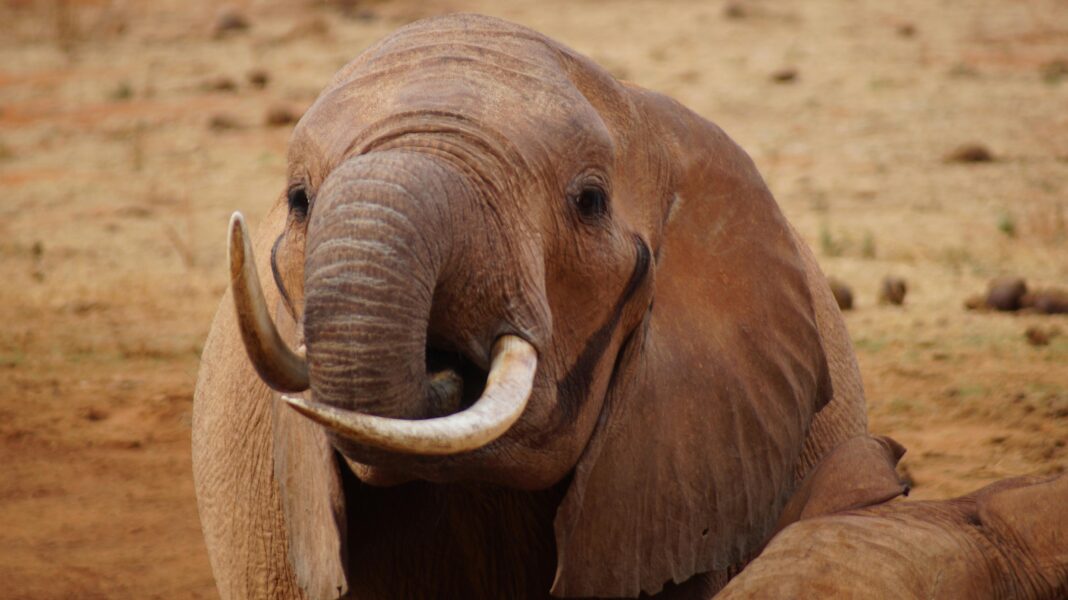 kenia Szczegółowy portret słonia afrykańskiego na kenijskiej sawannie, ukazujący jego kły i teksturowaną skórę.