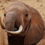 Szczegółowy portret słonia afrykańskiego na kenijskiej sawannie, ukazujący jego kły i teksturowaną skórę.