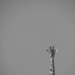 Roślinność Kenii – od sawann po lasy górskie Minimalistyczny czarno-biały obraz przedstawiający żyrafę na wolności, ukazującą jej elegancką szyję.