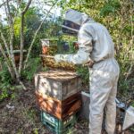 Dolina Cocora: Dom najwyższych palm świata Pszczelarz w stroju ochronnym zajmuje się pszczołami w bujnym kolumbijskim lesie.