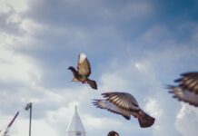 Romantyczna para całująca się wśród latających gołębi w Valledupar w Kolumbii.