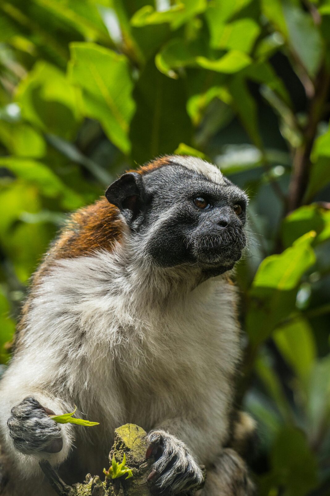 kolumbia Zbliżone zdjęcie tamaryny Geoffroya (Saguinus geoffroyi) w Sopo, bujnym lesie Kolumbii.
