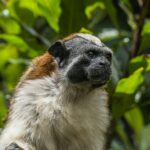Zbliżone zdjęcie tamaryny Geoffroya (Saguinus geoffroyi) w Sopo, bujnym lesie Kolumbii.
