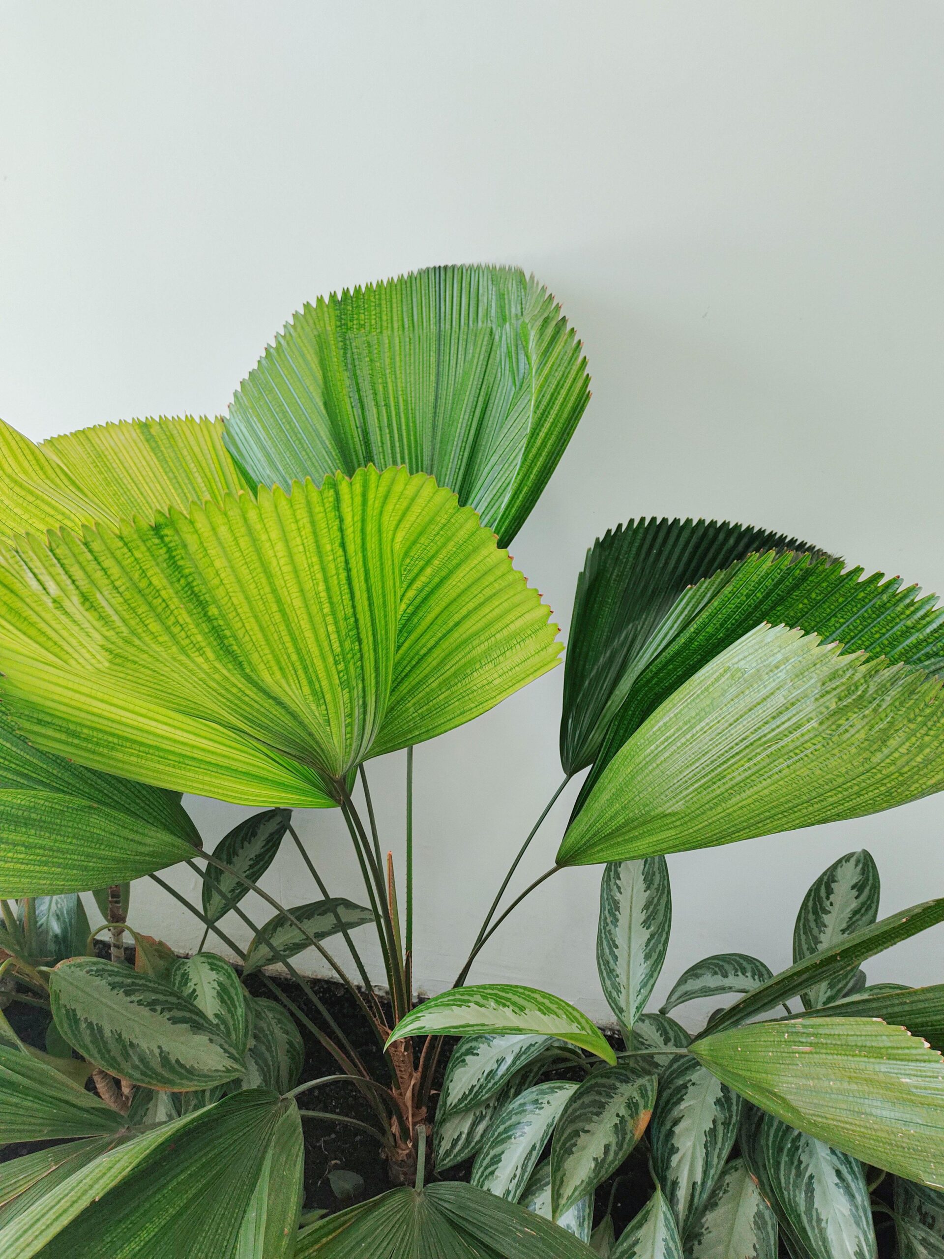 Żywe zielone liście tropikalne w żywym zbliżeniu na nieskazitelnym białym tle.