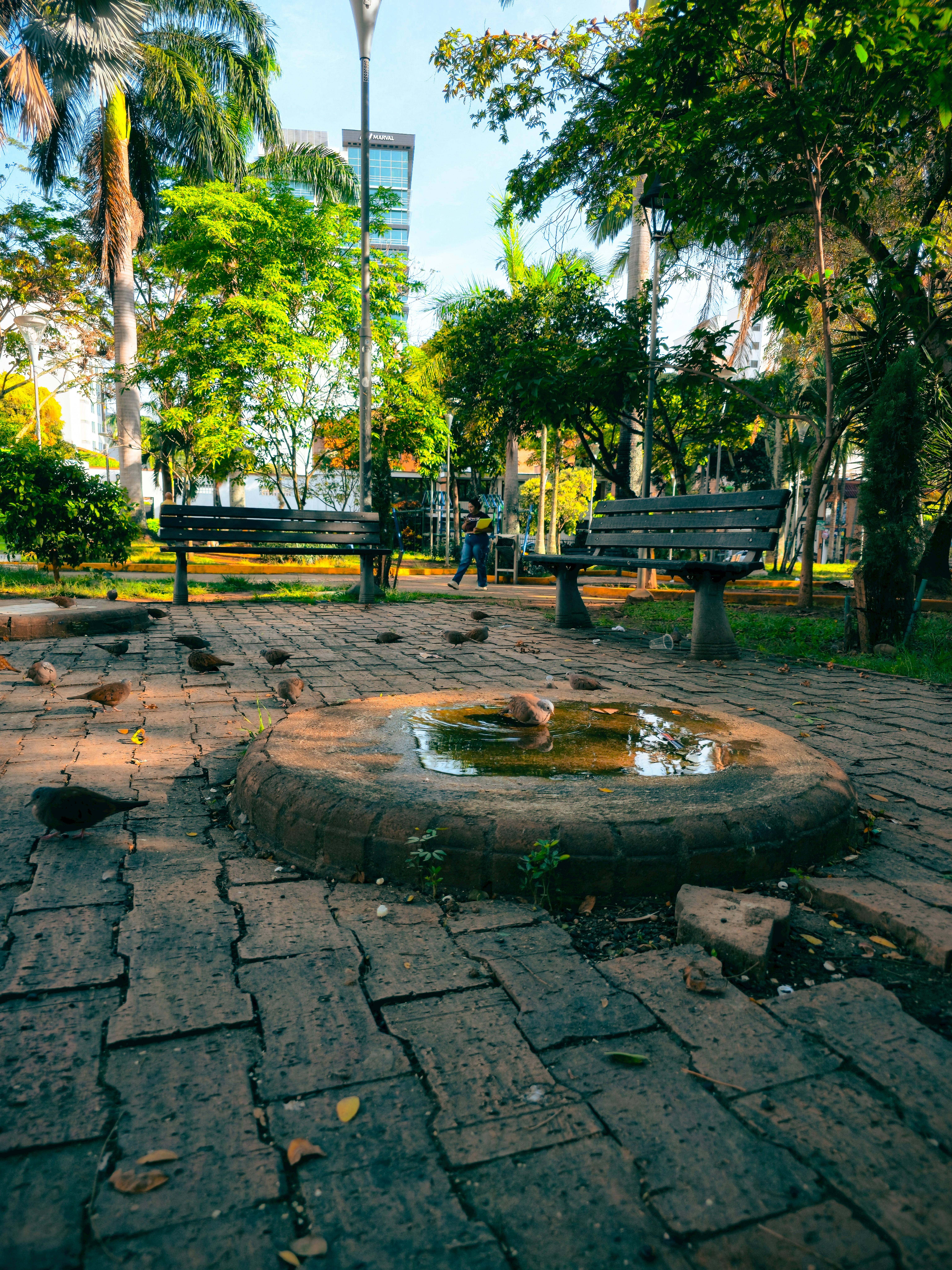 Odkryj tętniący życiem park miejski w Bucaramanga z bujną zielenią i gołębiami wokół małego oczka wodnego.