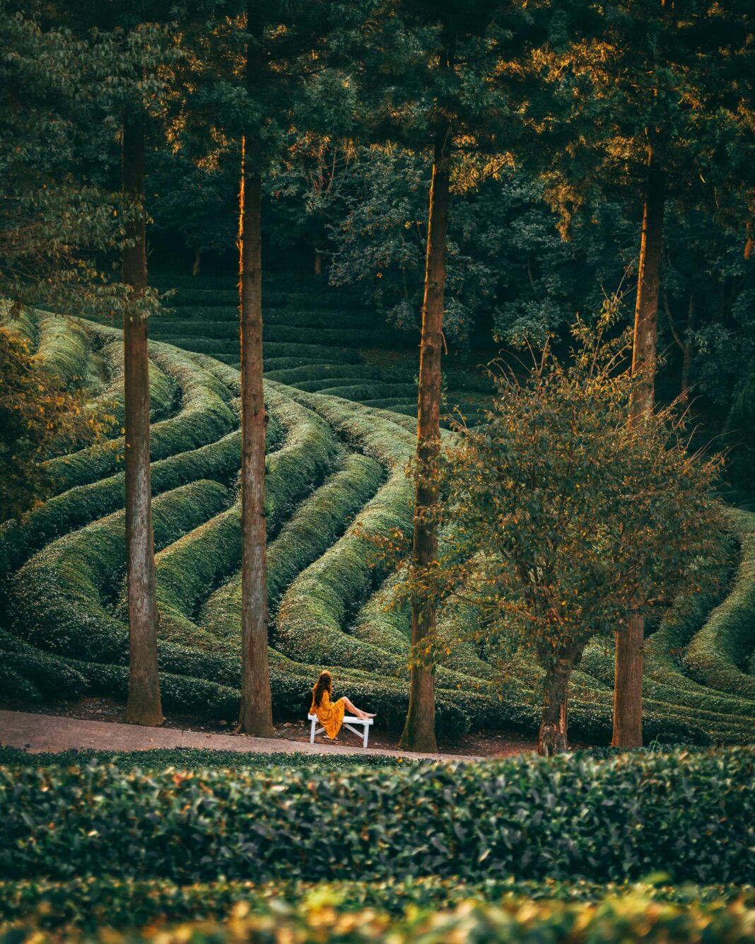 Spokojna scena na południowokoreańskiej plantacji herbaty w sezonie jesiennym.