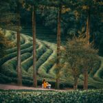 Spokojna scena na południowokoreańskiej plantacji herbaty w sezonie jesiennym.