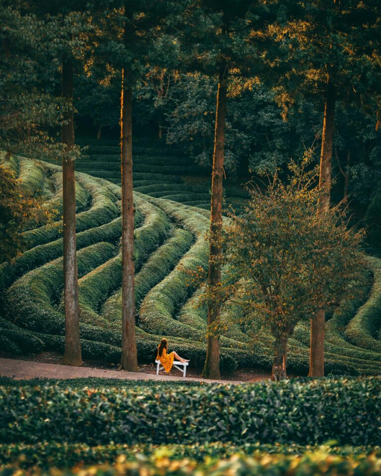 Spokojna scena na południowokoreańskiej plantacji herbaty w sezonie jesiennym.