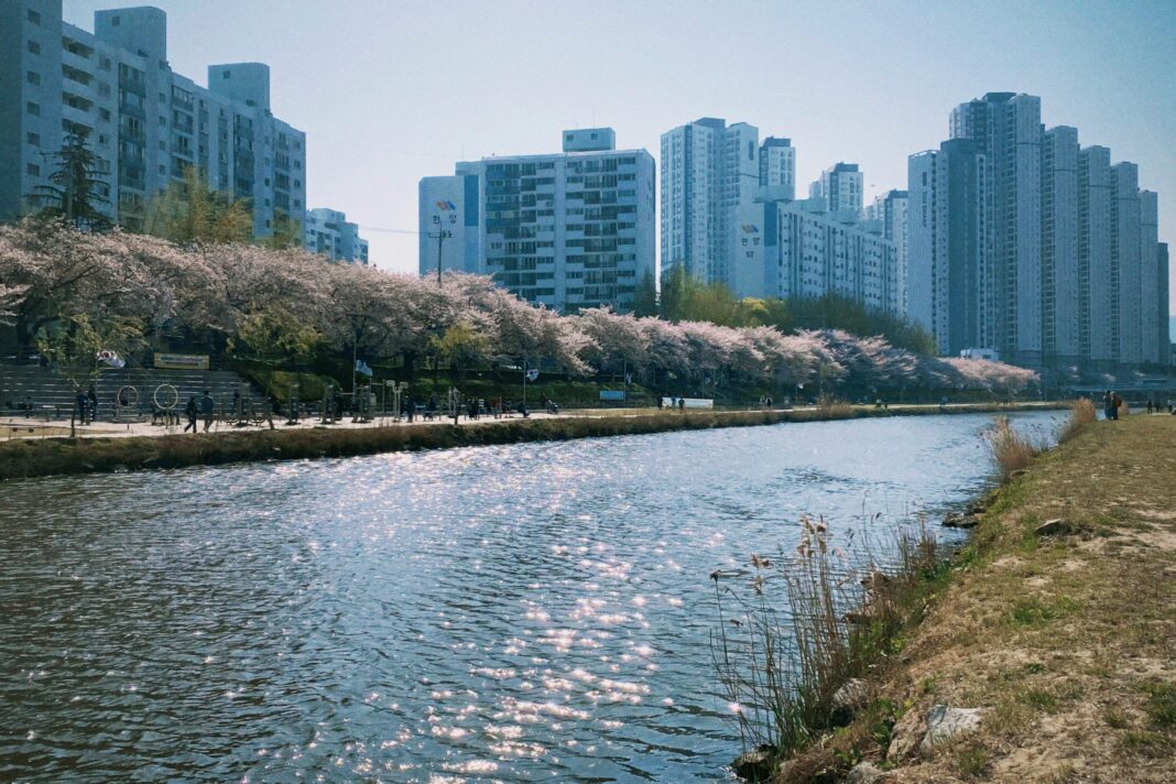 Darmowe zdjęcie stockowe busan, miasto, park