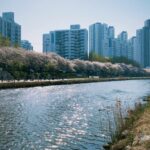 Darmowe zdjęcie stockowe busan, miasto, park