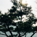 Koreańskie targowiska: Co zjeść i czego spróbować? Malowniczy widok na sylwetkę sosny na tle słońca w Seulu.