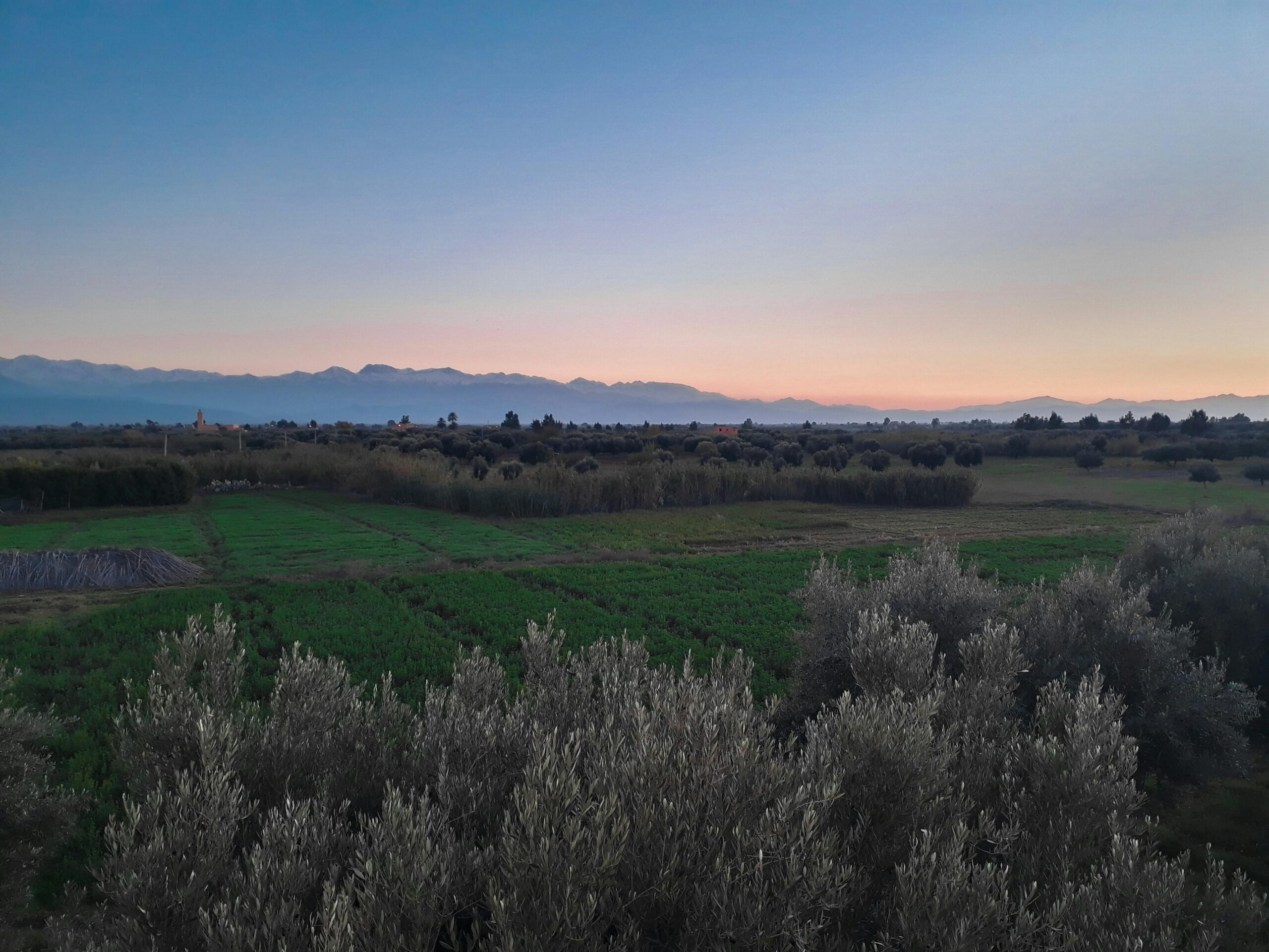 Malowniczy widok na bujne pola uprawne w pobliżu Marrakeszu o świcie, ukazujący tętniący życiem marokański krajobraz.