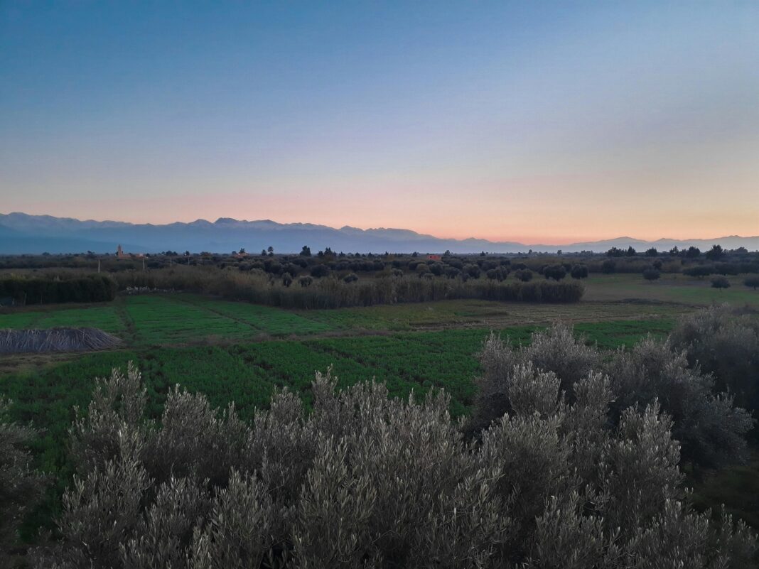 maroko Malowniczy widok na bujne pola uprawne w pobliżu Marrakeszu o świcie, ukazujący tętniący życiem marokański krajobraz.