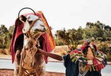 Arabskie Wiosny w Maroku – przebieg i skutki Żywe przedstawienie kultury marokańskiej z wielbłądem i osobą w tradycyjnym stroju w Marrakeszu.