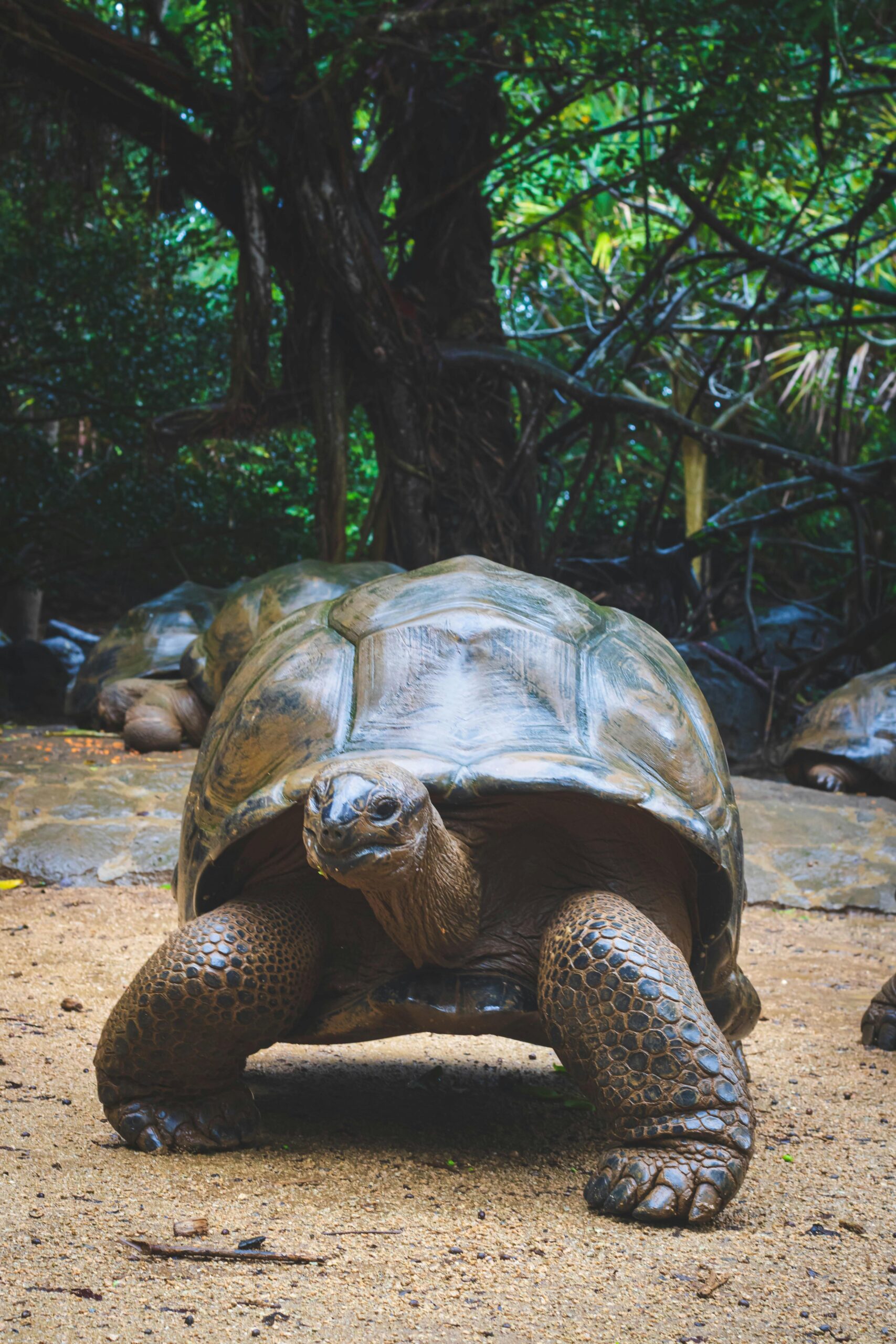 Zbliżenie na gigantycznego żółwia na Mauritiusie, ukazujące jego misterną skorupę i naturalne środowisko.