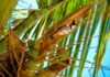 Tętniący życiem Bulbul z czerwonymi wąsami, siedzący wśród kokosów na palmie na Mauritiusie.